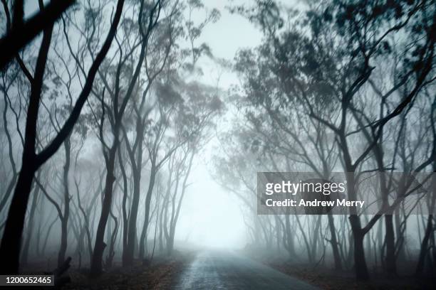 driving on a country road in an atmospheric dark forest through smoke, fog, mist and rain - andrew eldritch imagens e fotografias de stock