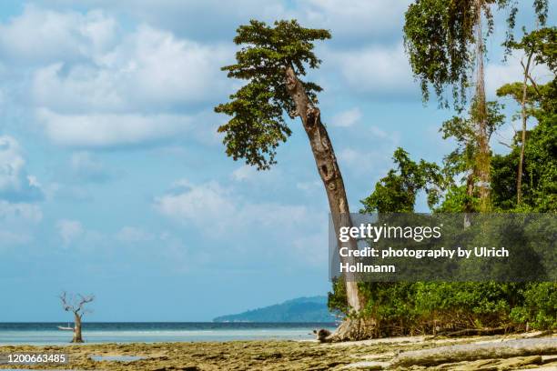 secluded beach on havelock island, andaman and nicobar islands, india - andaman & nicobar stock pictures, royalty-free photos & images