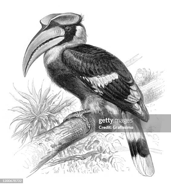 stockillustraties, clipart, cartoons en iconen met grote neushoornvogel buceros bicornis illustratie - tropische vogel