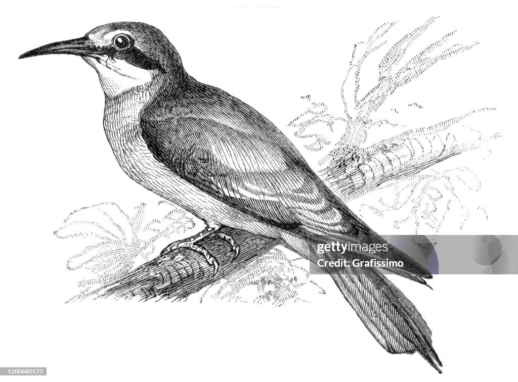 European bee-eater Merops apiaster illustartion