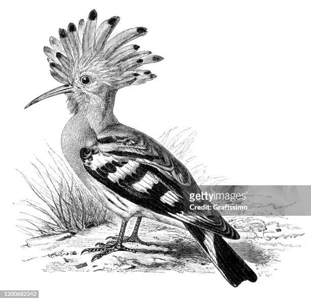 ilustraciones, imágenes clip art, dibujos animados e iconos de stock de ilustración de pájaro de hoopoe - abubilla