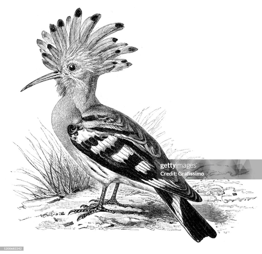 Hoopoe bird illustration