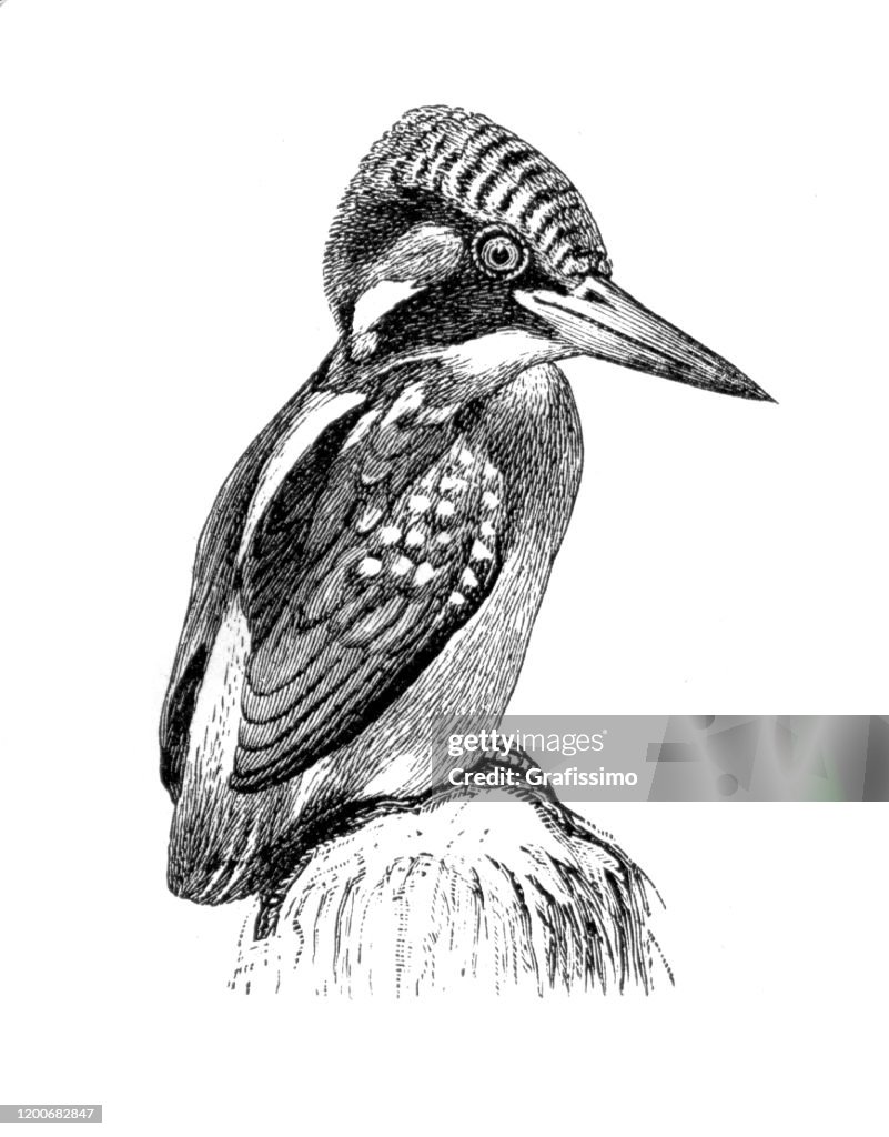 Common Kingfisher Alcedo ispida illustration