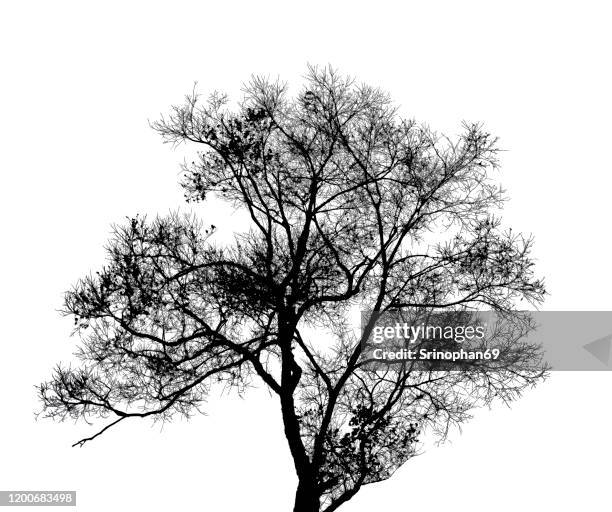 tree branches isolate on white - tree silhouette stock pictures, royalty-free photos & images