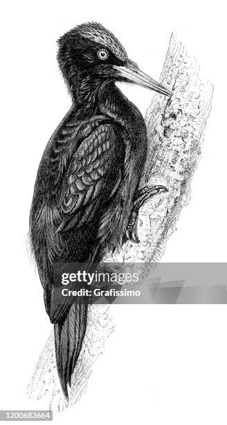 black woodpecker dryocopus martius illustration - black woodpecker stock illustrations
