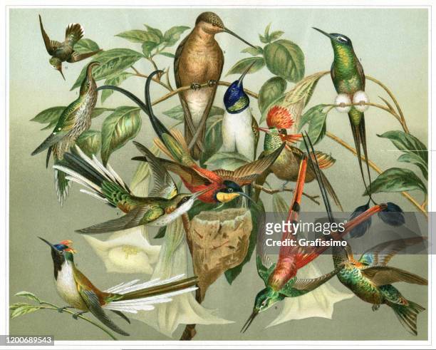 variation of colourful hummingbird illustration - animal wildlife stock illustrations