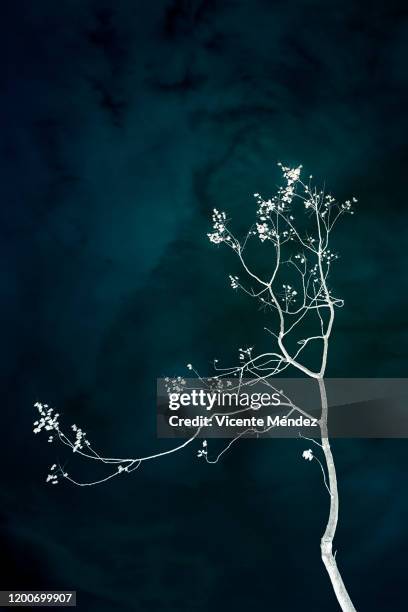 3,395 Inverted Tree Stock Photos, High-Res Pictures, and Images - Getty ...