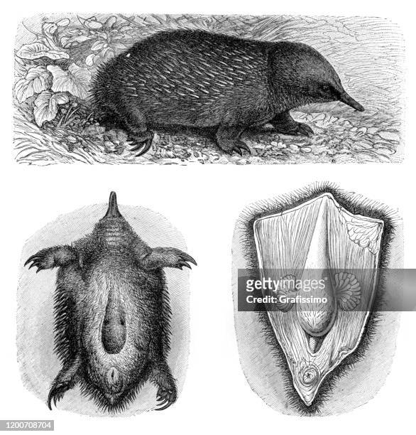 short-beaked echidna illustration - spiny anteater stock illustrations