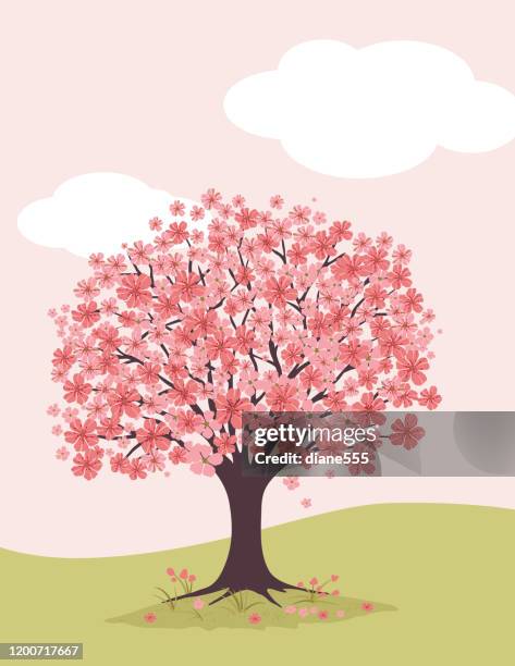 cherry blossoms background - cherry tree stock illustrations