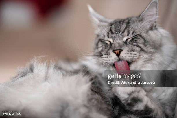 maine coon cat - the gentle giant - long gray hair stock pictures, royalty-free photos & images