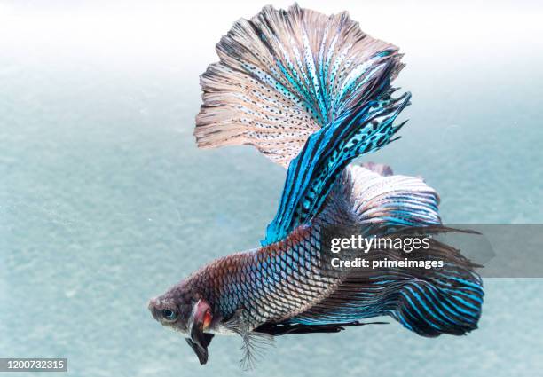 de cerca movimiento artístico de los peces betta sisáses peces de combate aislados sobre fondo negro. concepto de diseño de bellas artes. - siamese fighting fish fotografías e imágenes de stock