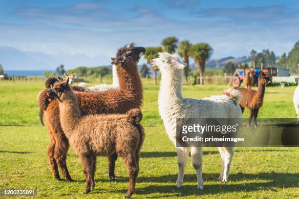 group of white alpaca in south island new zealand with nature landscape background - alpaca stock pictures, royalty-free photos & images
