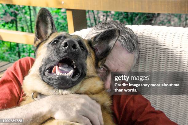 mature man embracing his german shepard. sill life - hairy old man 個照片及圖片檔