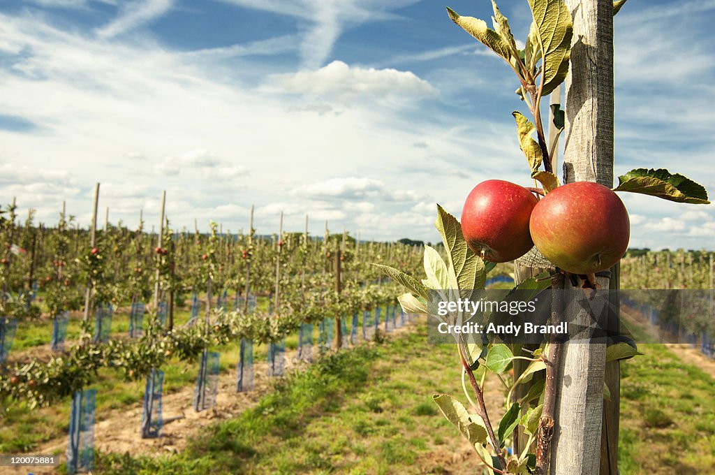 Apple Plantation