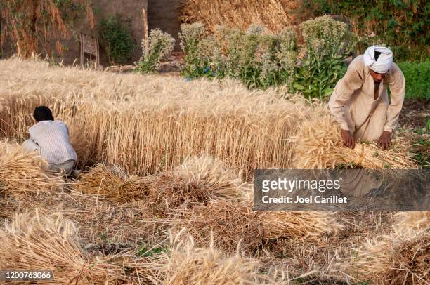 wheat harvest in egypt - north africa stock pictures, royalty-free photos & images