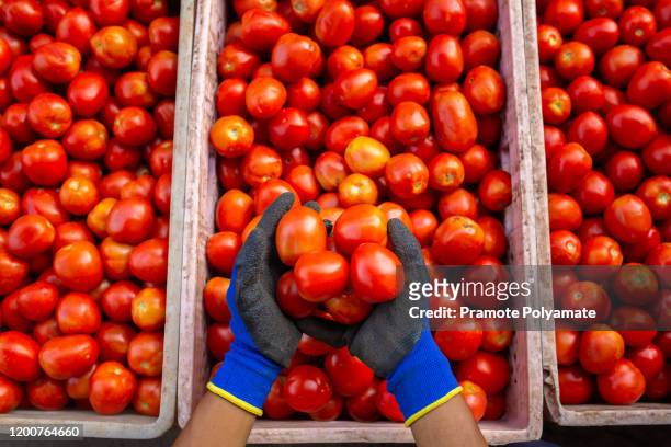 natural raw material red tomatoes, freshly picked for the red tomatoes sauce factory. - plant de tomate bildbanksfoton och bilder
