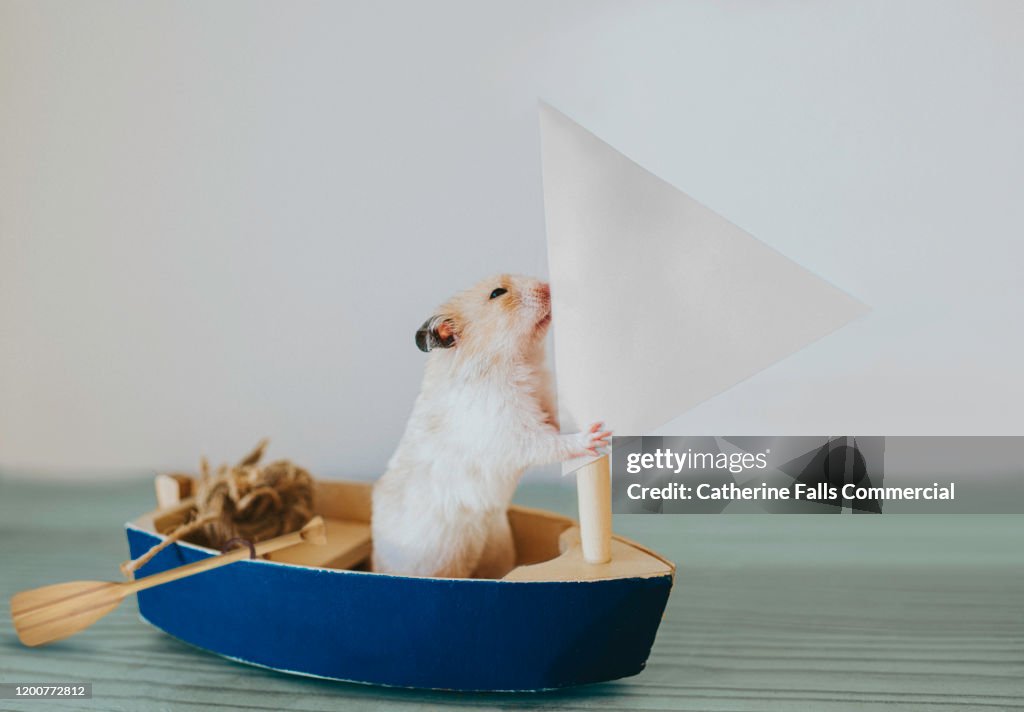Hamster in a Sail Boat