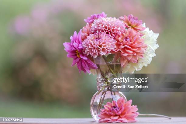 colorful dahlias in a cranberry glass vase - dahlia stock pictures, royalty-free photos & images