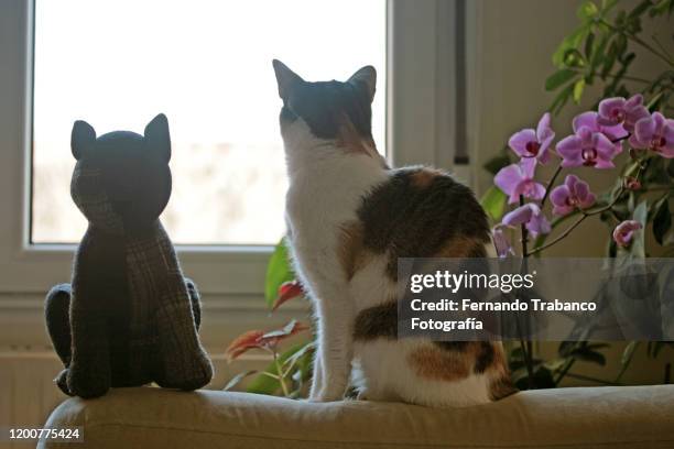 cat looking out the window - looking through a doll house stock-fotos und bilder