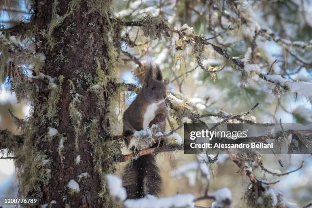 the squirrel - portrait lachen stock pictures, royalty-free photos & images