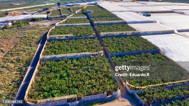 aerial view with drone of banana greenhouses in tenerife - canary bird stock pictures, royalty-free photos & images