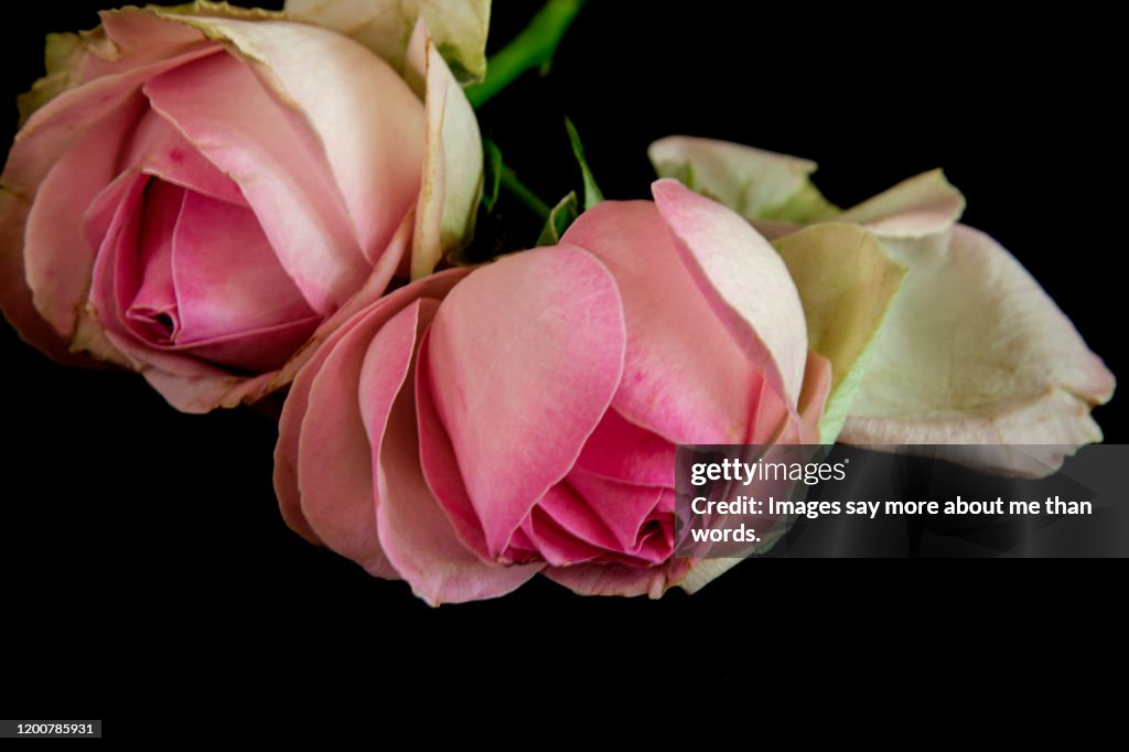 Ageing Roses Two Pink Roses In Aging Process But Stiil Beautiful Close Up High-Res ...