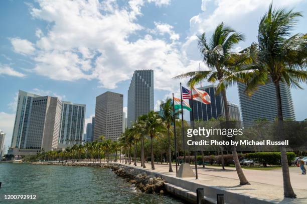 miami florida waterfront palm trees - southeast stock pictures, royalty-free photos & images