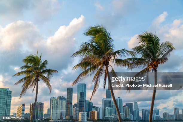 miami skyline in golden light - southeast stock pictures, royalty-free photos & images
