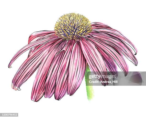 173点のエキナセアイラスト素材 Getty Images 173点のエキナセアイラスト素材 Getty Images