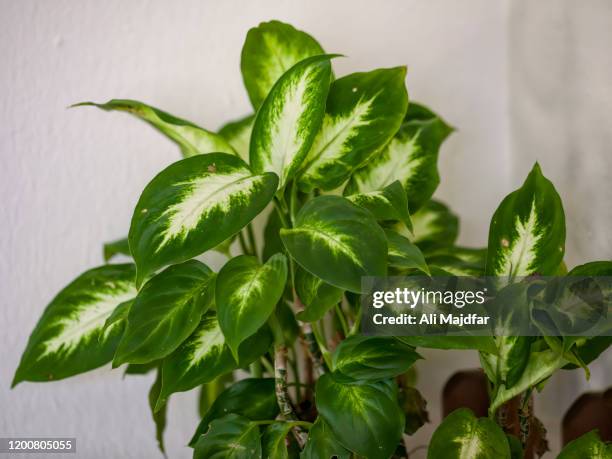 dieffenbachia - dumb cane stock pictures, royalty-free photos & images