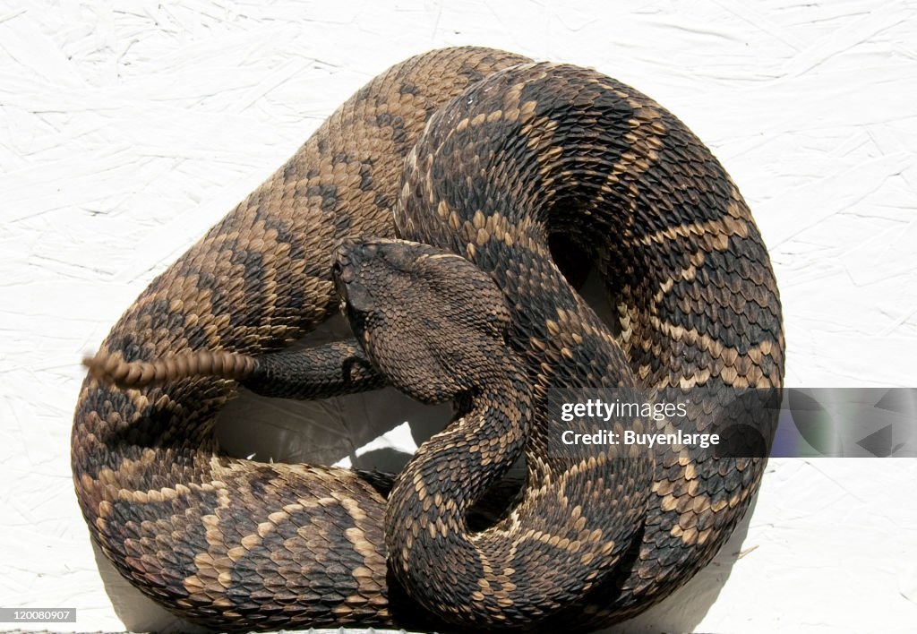 Rattlesnake Rodeo