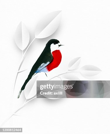 鳥, 春天 鳥, 春天
