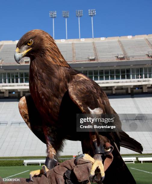 Close-up of a golden eagle that flies at the Auburn University's football game every year, Auburn, Alabama, 2010.