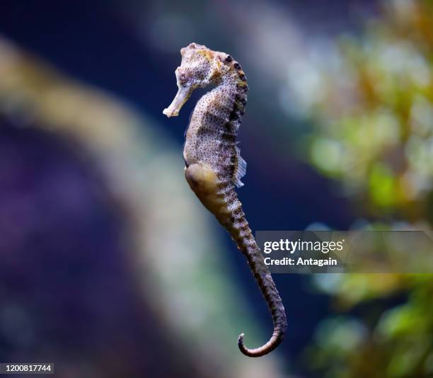 sea horse - seahorse stock pictures, royalty-free photos & images
