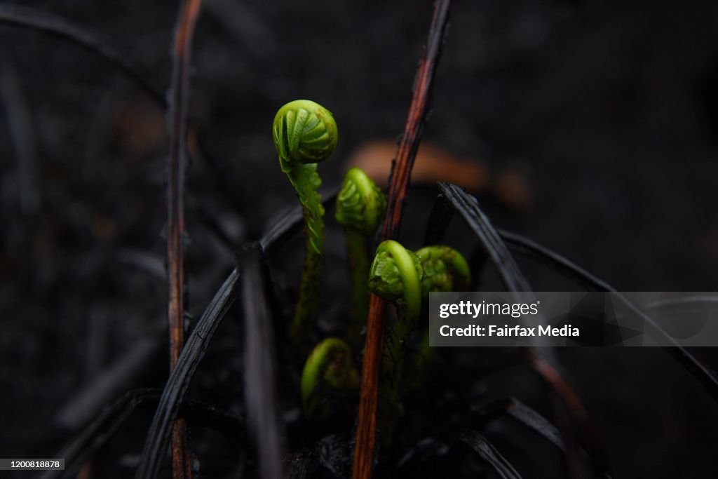 Bushland regenerates around the home of Australian artist, Jenny Kee, following bushfires in the Blue Mountains of NSW, 2020