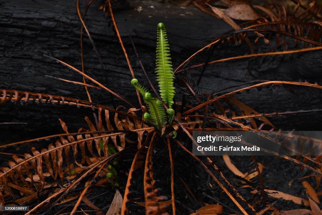 Bushland regenerates around the home of Australian artist, Jenny Kee, following bushfires in the Blue Mountains of NSW, 2020