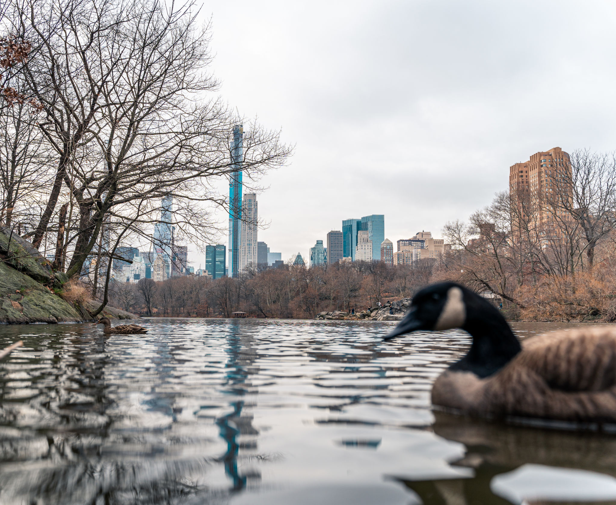 central park kamel