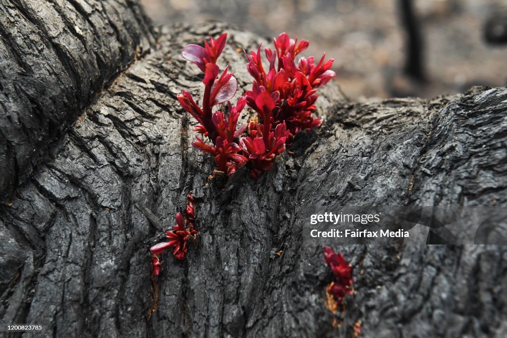 Bushland begins to regenerate following bushfires in Mount Tomah in the Blue Mountains, NSW, 2020