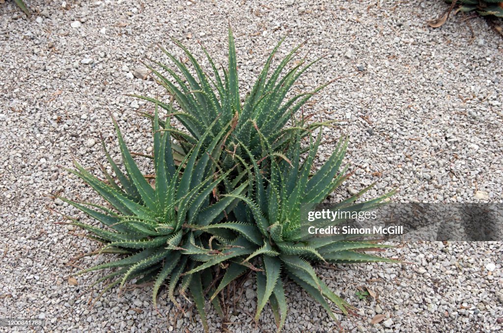 Three Spiky Aloe Succulent Plants In A Dry Garden Stock Foto Getty Images Three Spiky Aloe Succulent Plants In A Dry Garden Stock Foto Getty Images