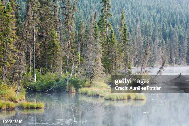 parc national de la gaspésie, petit lac cascapédia, august morning - parc national de la gaspésie stock pictures, royalty-free photos & images