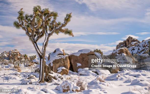 winter in joshua tree national park - joshua tree stock pictures, royalty-free photos & images