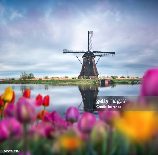 molino de viento tradicional en tulip field - molino de viento tradicional fotografías e imágenes de stock