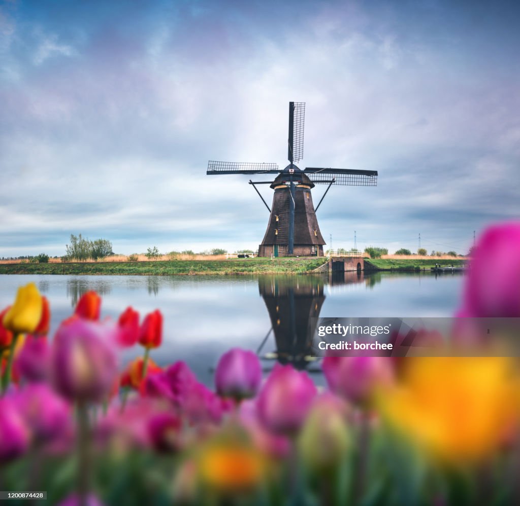 Traditional Windmill In Tulip Field