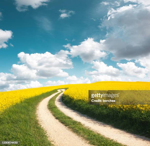 road through the oilseed rape field - springtime road stock pictures, royalty-free photos & images