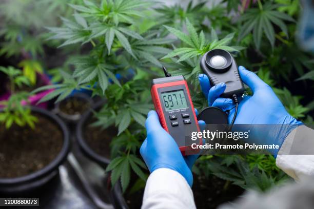 medical scientists use light meters to check light conditions suitable for the growth of cannabis plants, concept of herbal alternative medicine, cbd oil, pharmaceptical industry. - light meter stock pictures, royalty-free photos & images