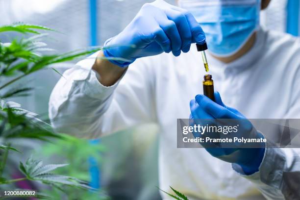 medical scientist with mask and gloves checking hemp plants in a greenhouse. concept of herbal alternative medicine, cbd oil, pharmaceptical industry - hemp agriculture stockfoto's en -beelden