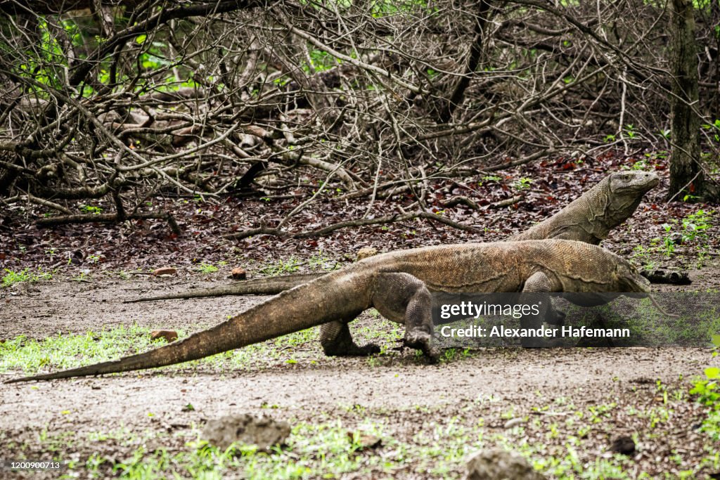 Komodo Dragons Walking in Rainforest Wildlife Rinca Island Indonesia