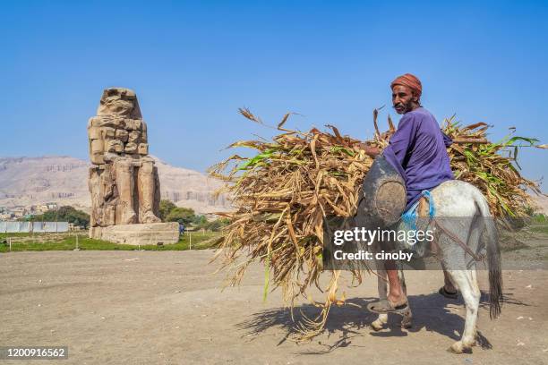 fellah - farmer laborer on a donkey and colossi of memnon - luxor west bank - egypt - egyptian fellah stock pictures, royalty-free photos & images