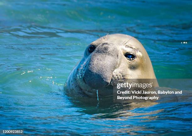 adorable close up of elephant seal at cape town, south africa - elephant seal stock pictures, royalty-free photos & images