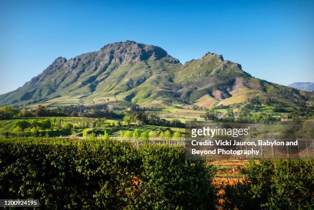 vineyards and mountains around franschhoek, south africa - franschhoek stock-fotos und bilder